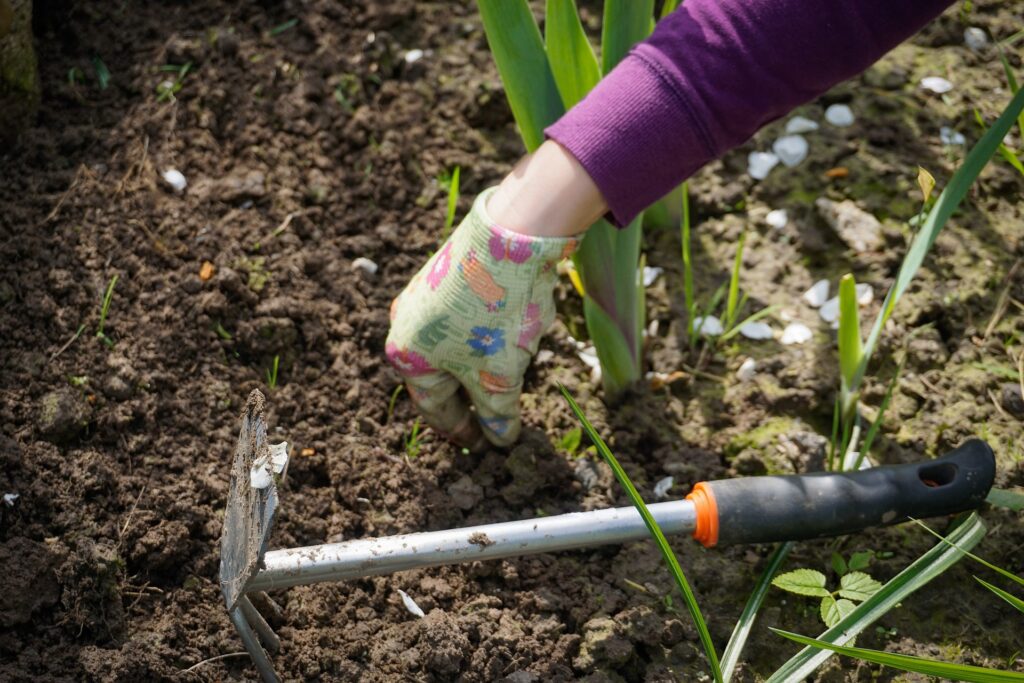 Person's hand with gardening glove weeding, with small hand tool lying on the soil