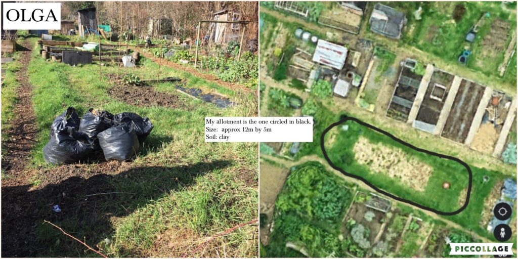 Olga's north London allotment which she brought to the Making the Most of Your Garden course.