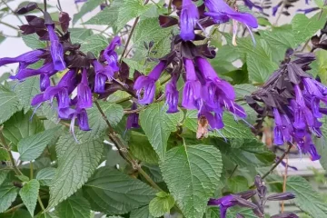 bees on flowers