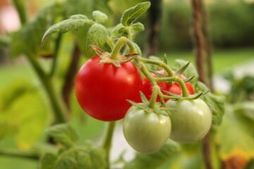 cherry, tomato, round-883510.jpg