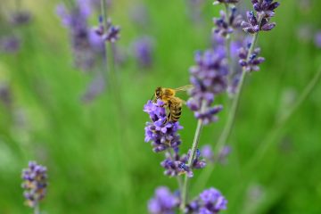 lavender-g7280969f8_1920 lavender-g7280969f8_1920