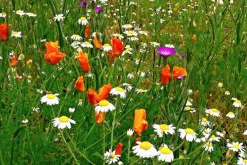 meadow