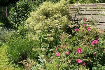 mima garden crop border mima garden crop border